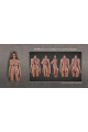 Torso silicone réaliste 109cm bonnet F FanReal