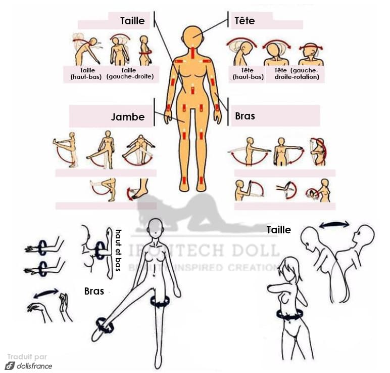 diagramme des mouvements de sexdoll irontechdoll